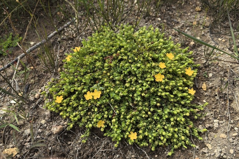 Hypericum globuliferum