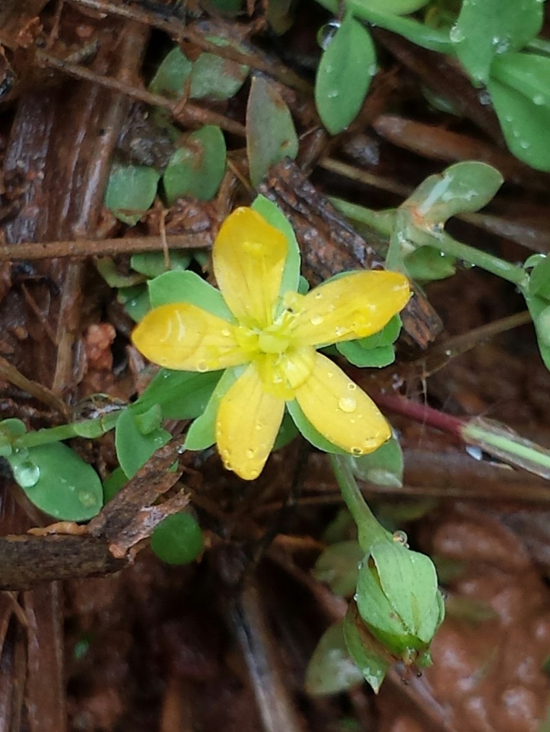 Hypericum globuliferum photo 2