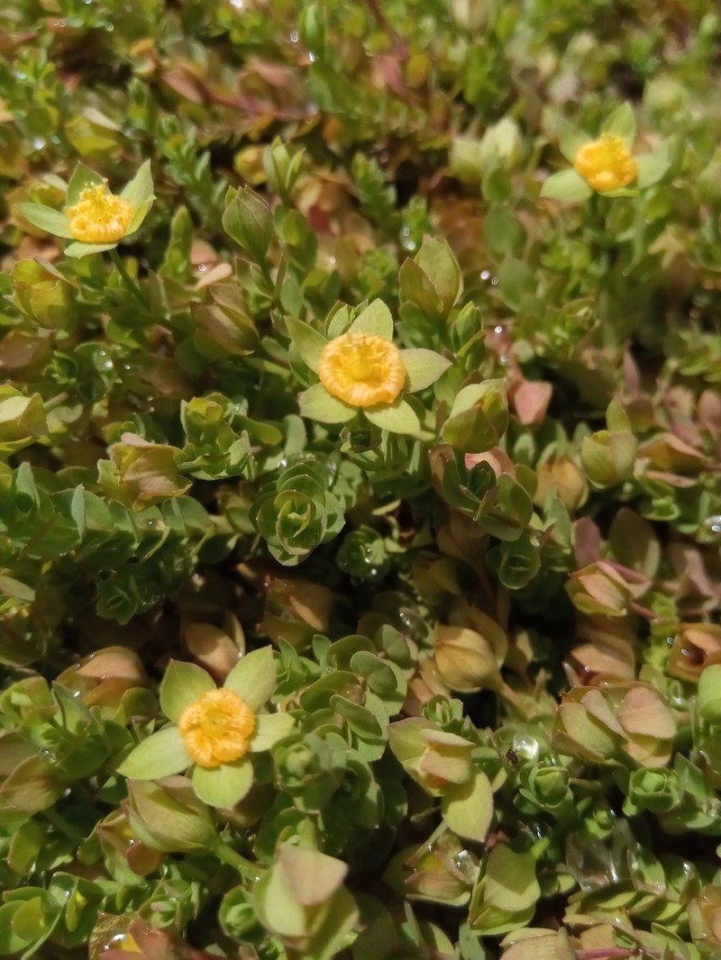 Hypericum globuliferum photo 3