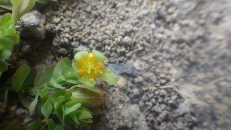 Hypericum globuliferum photo 4