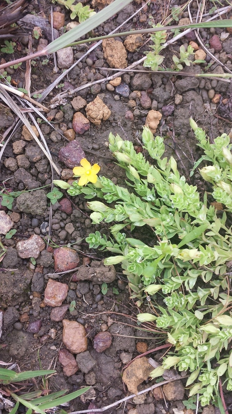 Hypericum globuliferum photo 5