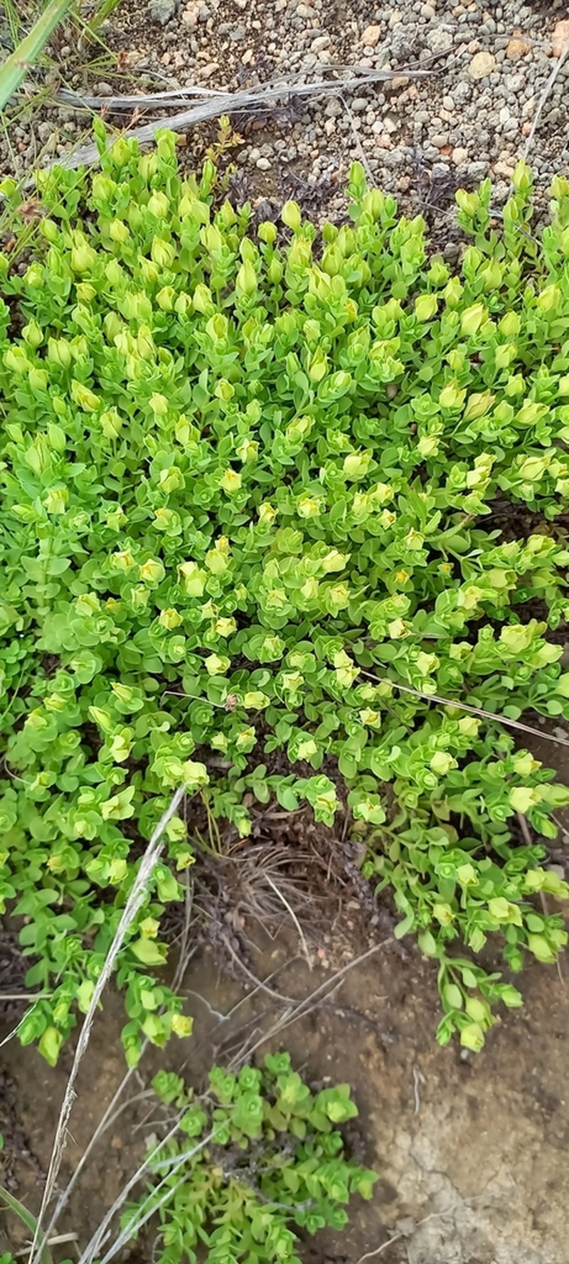 Hypericum globuliferum photo 6