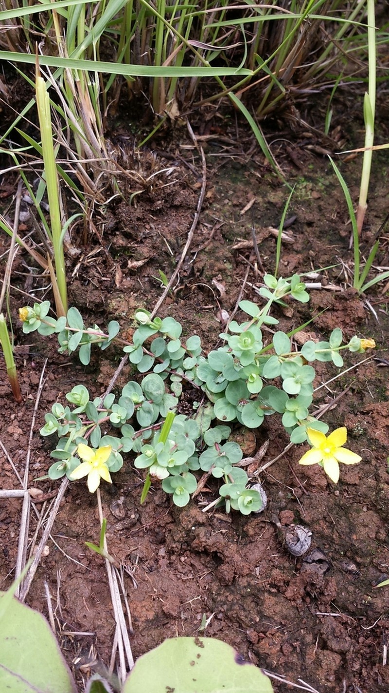 Hypericum globuliferum photo 7