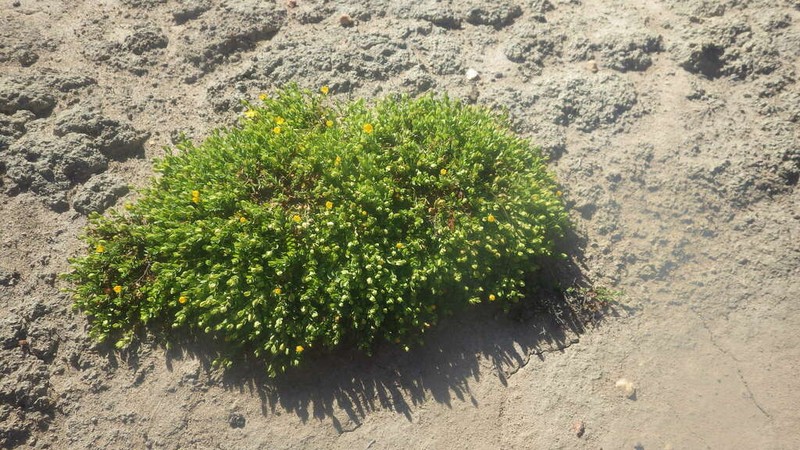 Hypericum globuliferum photo 8
