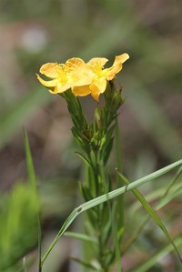 Hypericum gnidioides