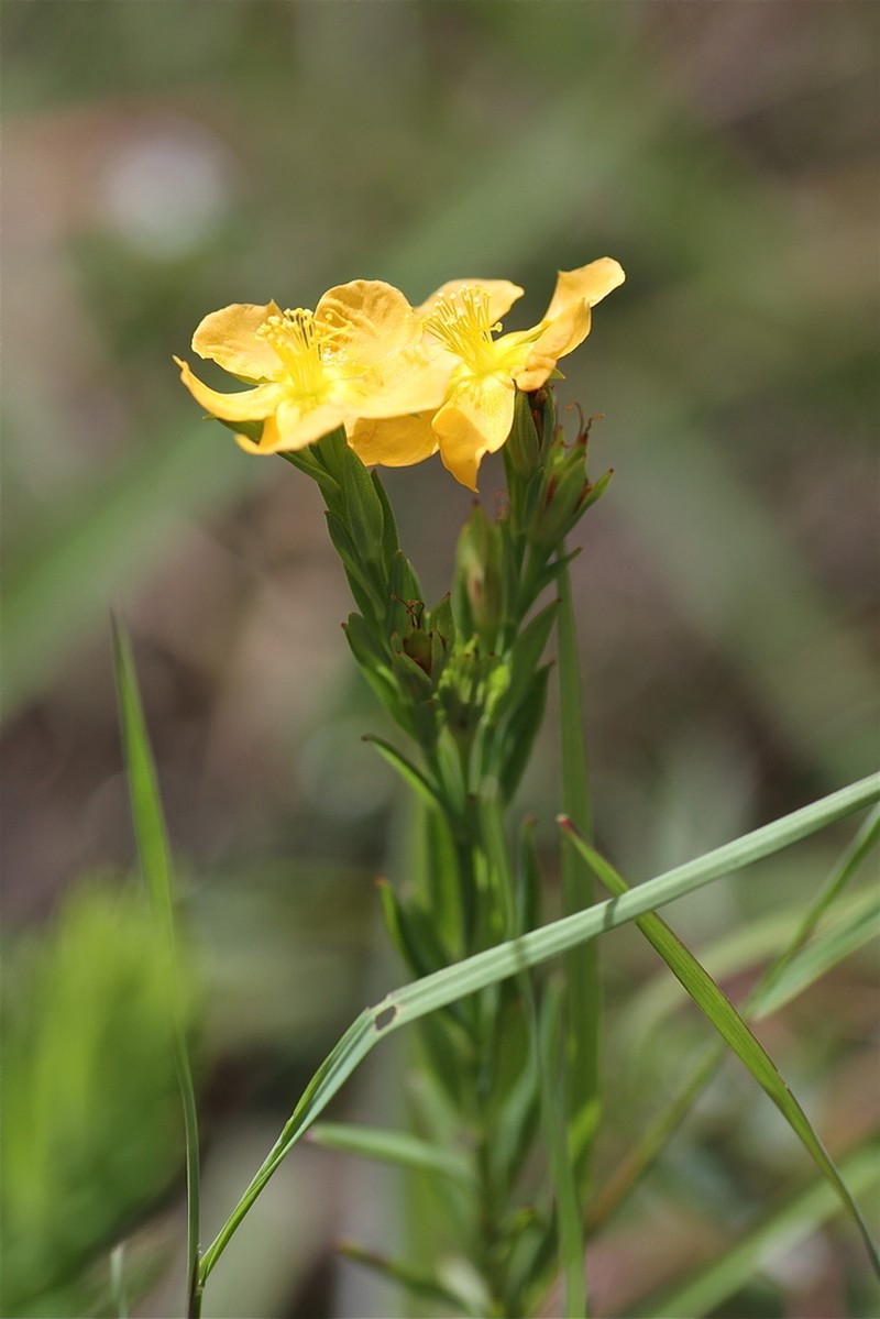 Hypericum gnidioides