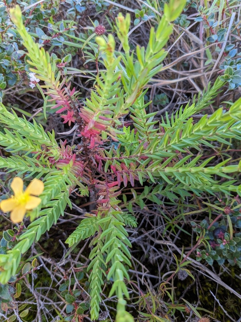 Hypericum gnidioides photo 2