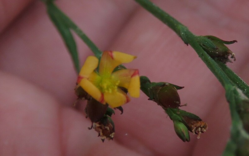 Hypericum gnidioides photo 3