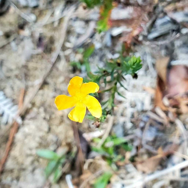 Hypericum gnidioides photo 4