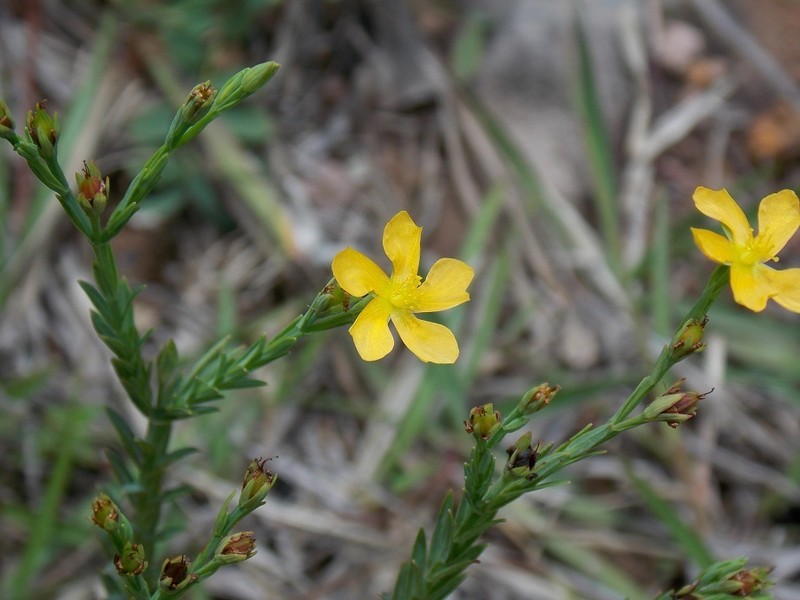 Hypericum gnidioides photo 5