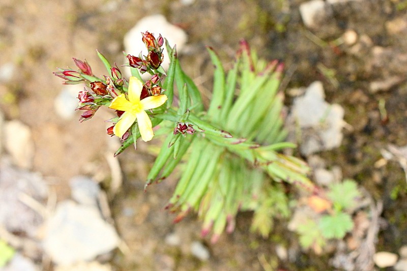 Hypericum gnidioides photo 6