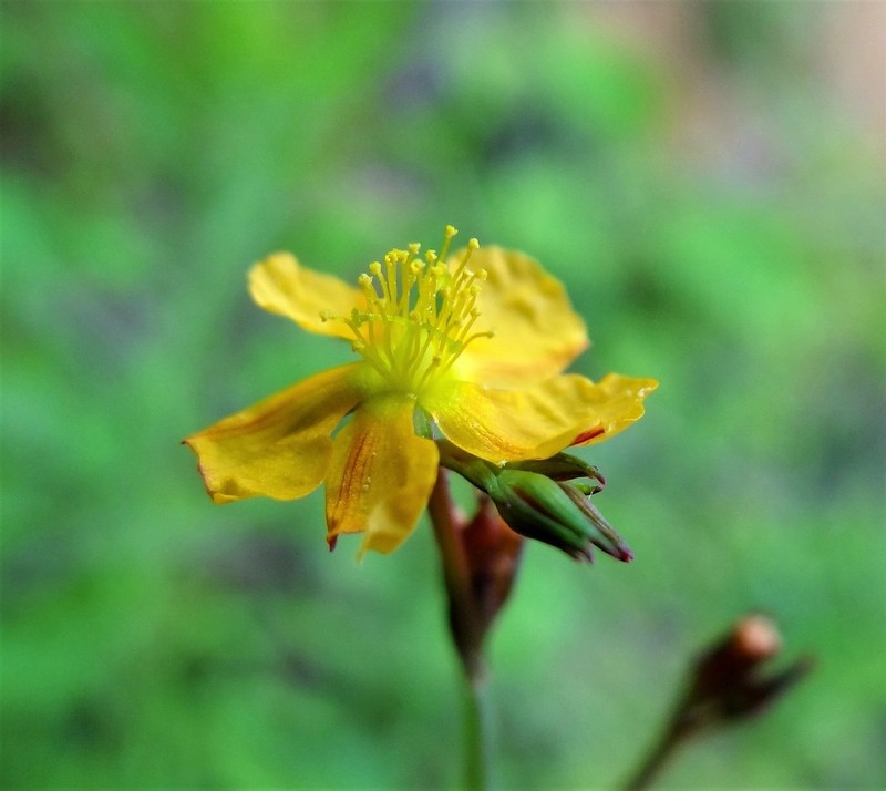 Hypericum gnidioides photo 7