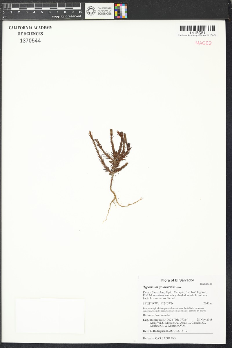 Hypericum gnidioides photo 8