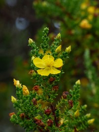 Hypericum goyanesii