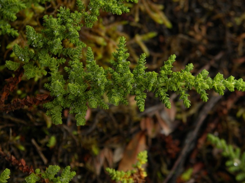 Hypericum goyanesii photo 2
