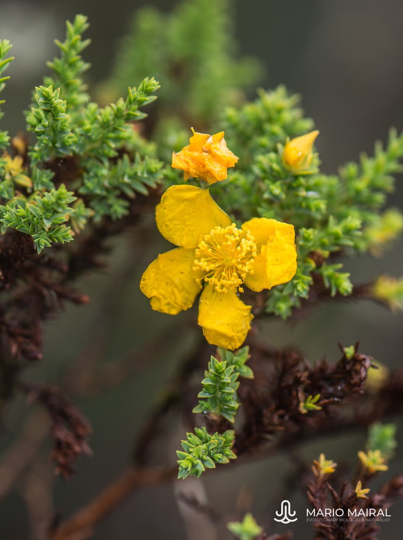 Hypericum goyanesii photo 3
