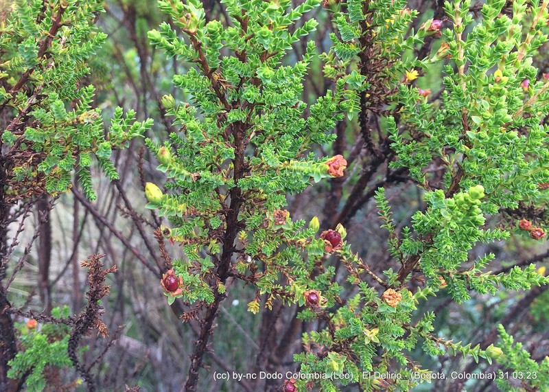 Hypericum goyanesii photo 4