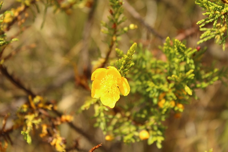 Hypericum goyanesii photo 5