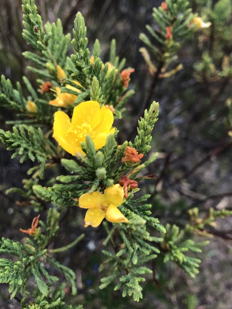 Hypericum goyanesii photo 6