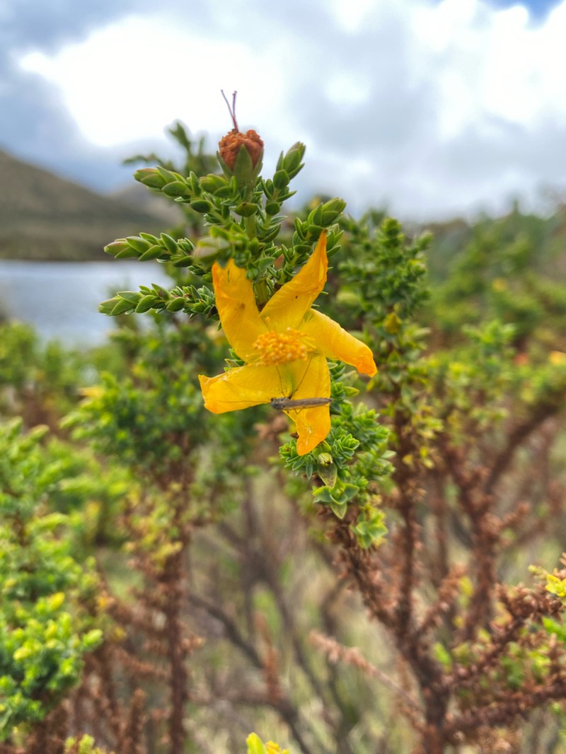 Hypericum goyanesii photo 8
