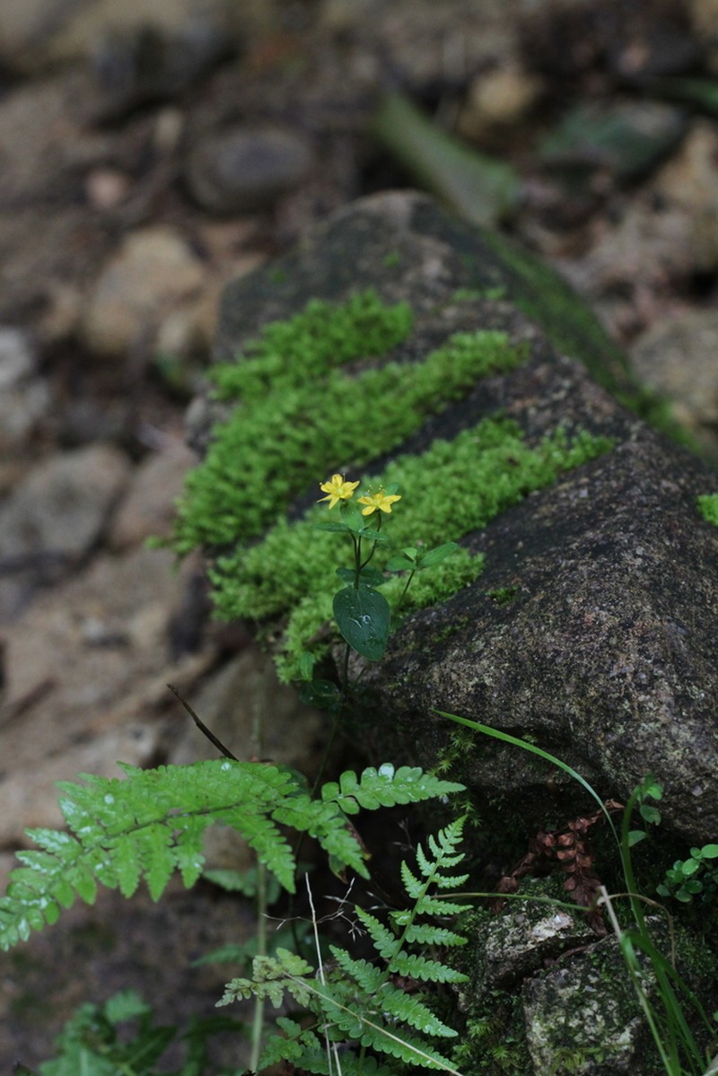 Hypericum gracillimum