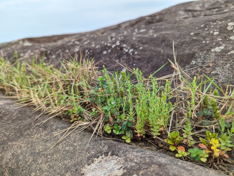Grassy St. Johnswort photo 2