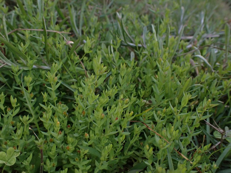 Grassy St. Johnswort photo 3