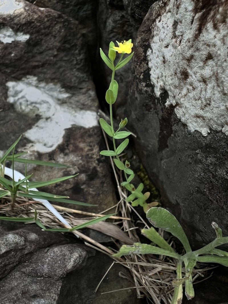 Grassy St. Johnswort photo 4