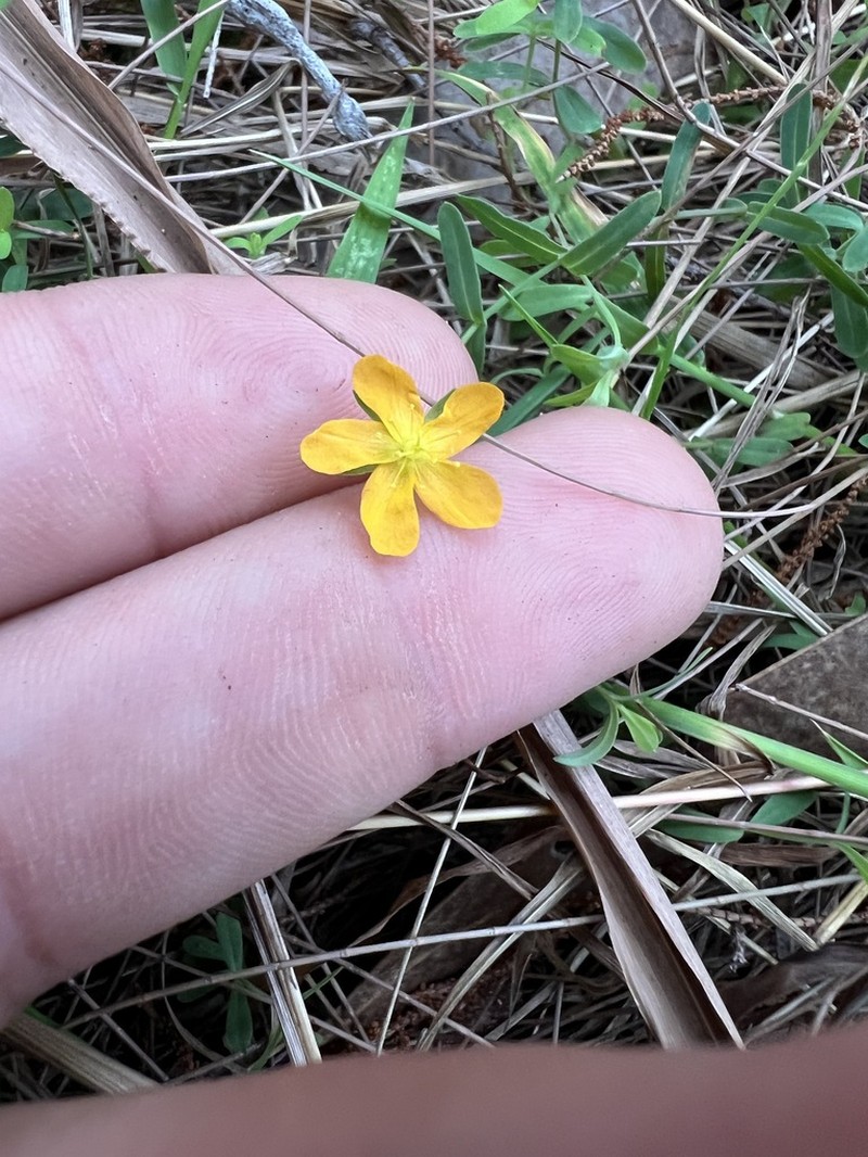 Grassy St. Johnswort photo 5