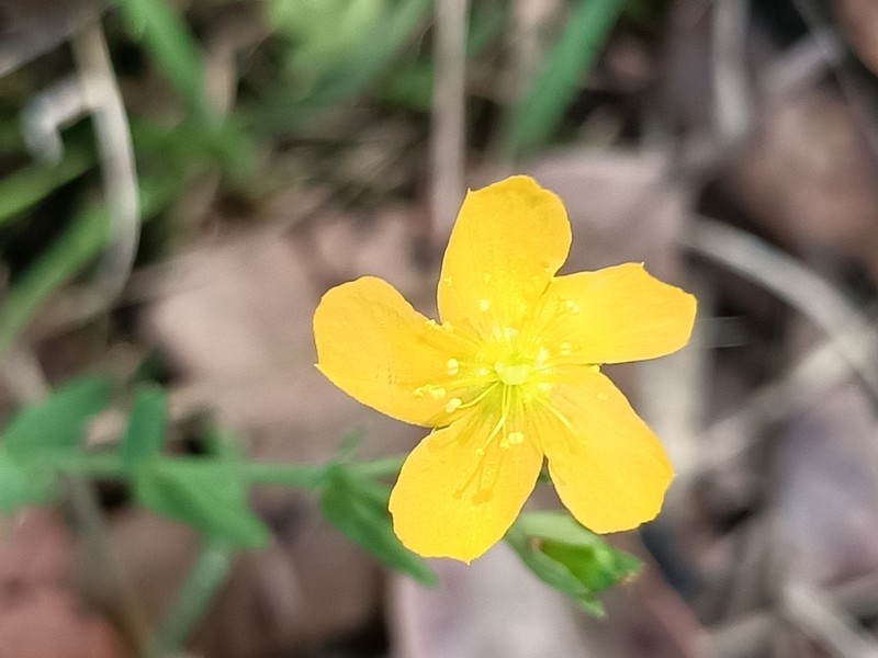 Grassy St. Johnswort photo 6