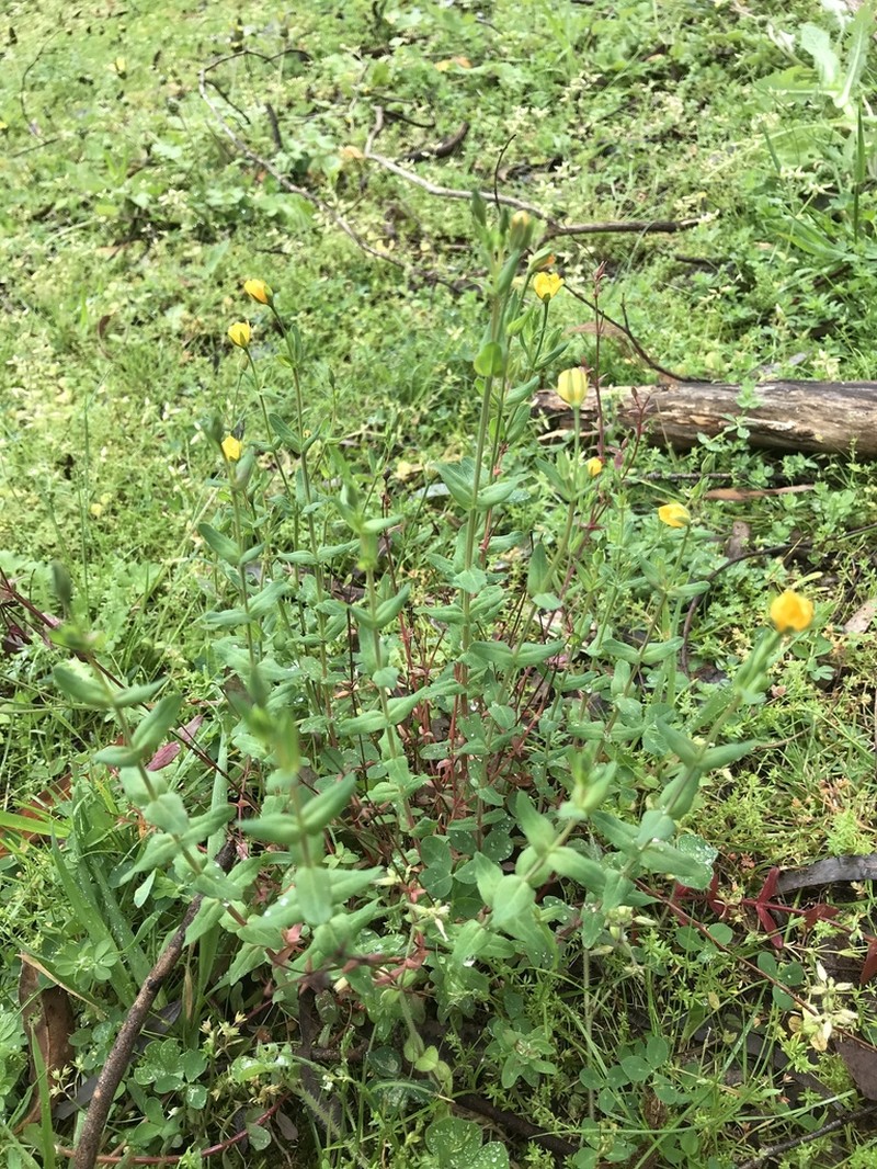 Grassy St. Johnswort photo 7