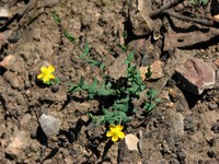 Grassy St. Johnswort