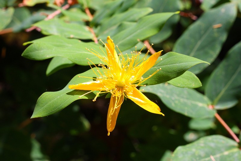 Hypericum grandifolium photo 5