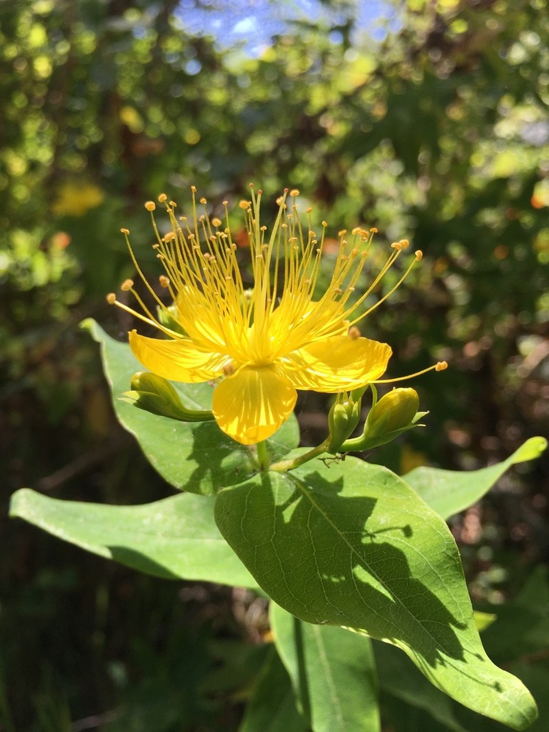 Hypericum grandifolium photo 6
