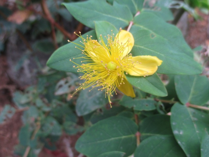 Hypericum grandifolium photo 7