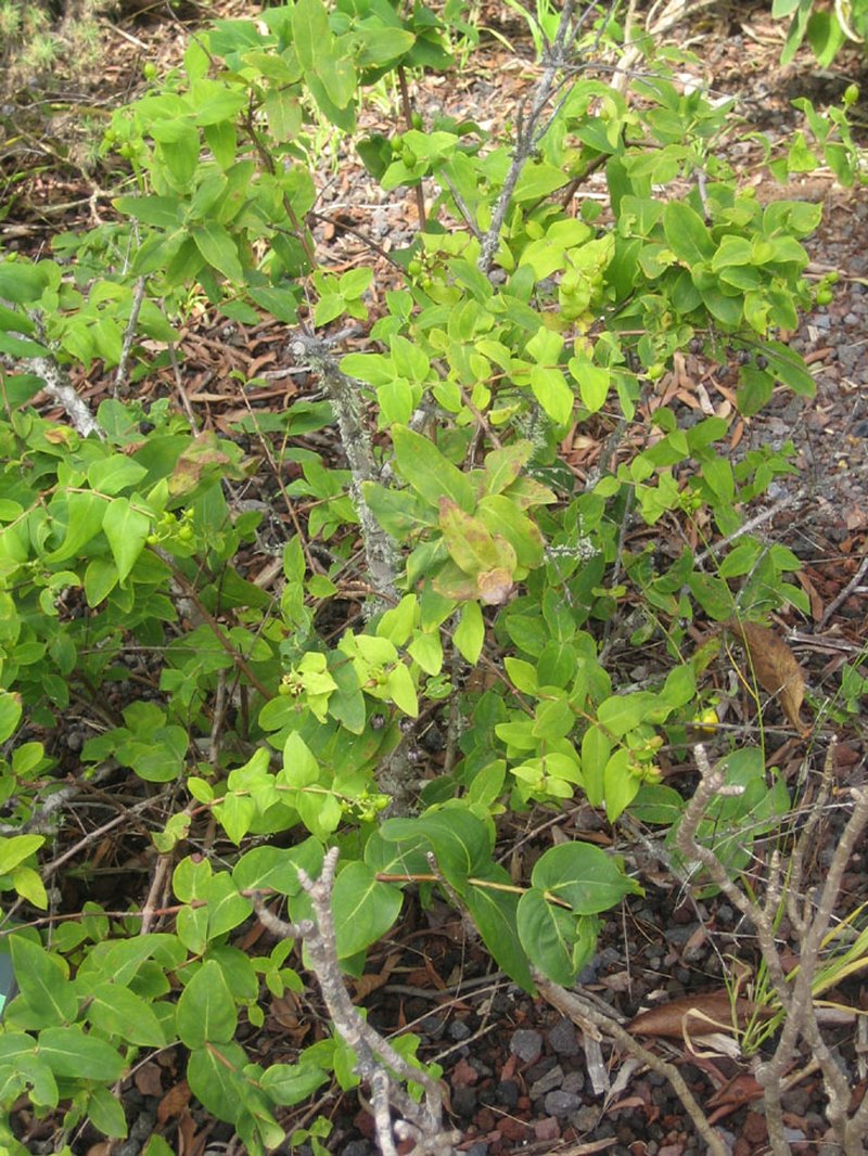 Hypericum grandifolium photo 2