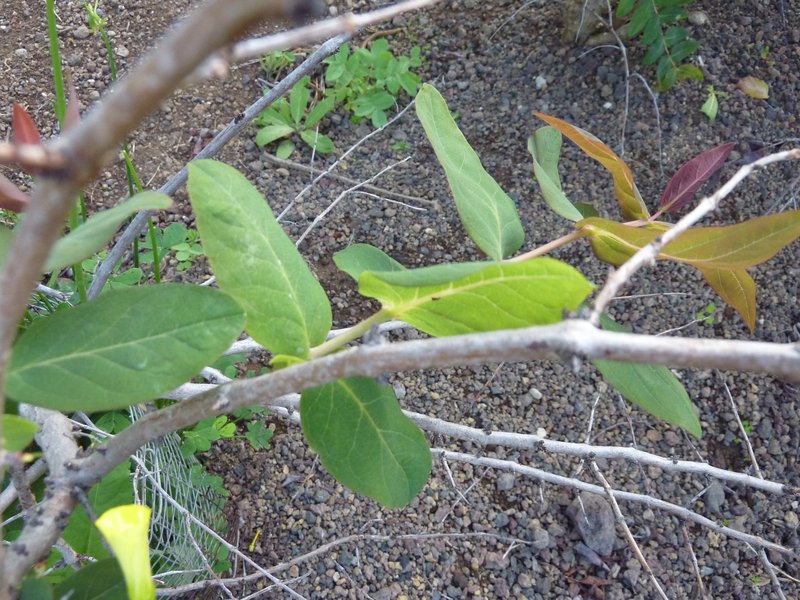Hypericum grandifolium photo 3