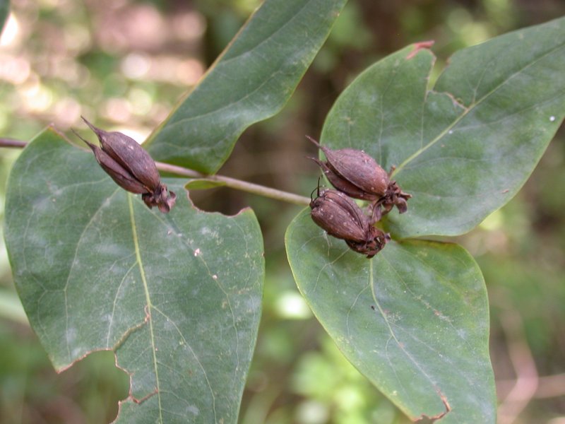 Hypericum grandifolium photo 4