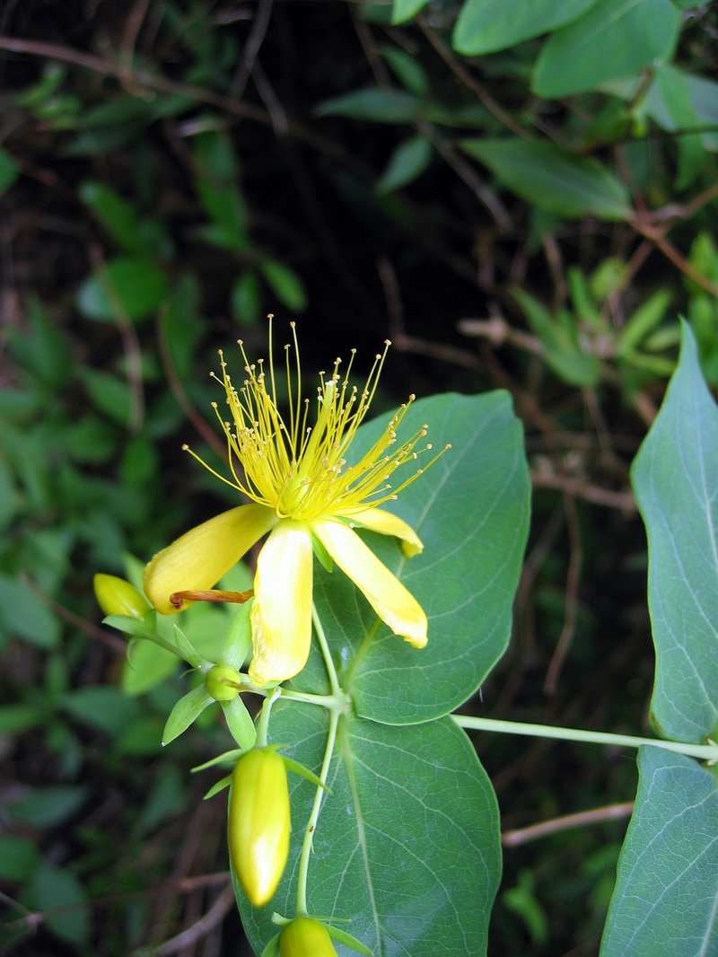 Hypericum grandifolium