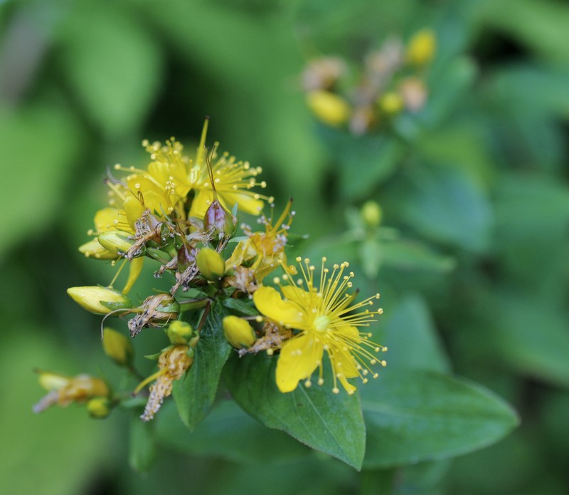 Mountain St. Johnswort