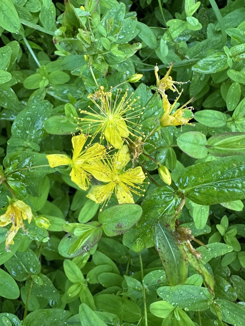 Mountain St. Johnswort