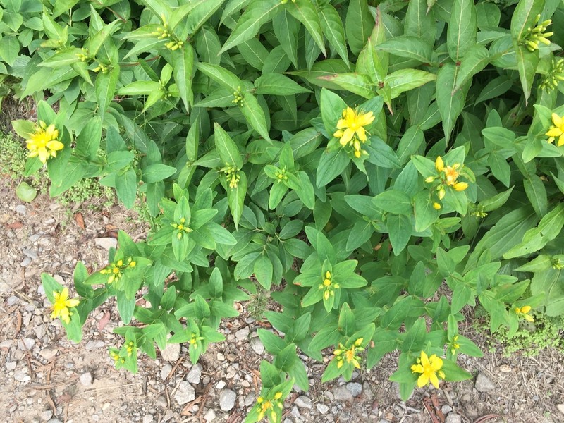 Mountain St. Johnswort photo 2