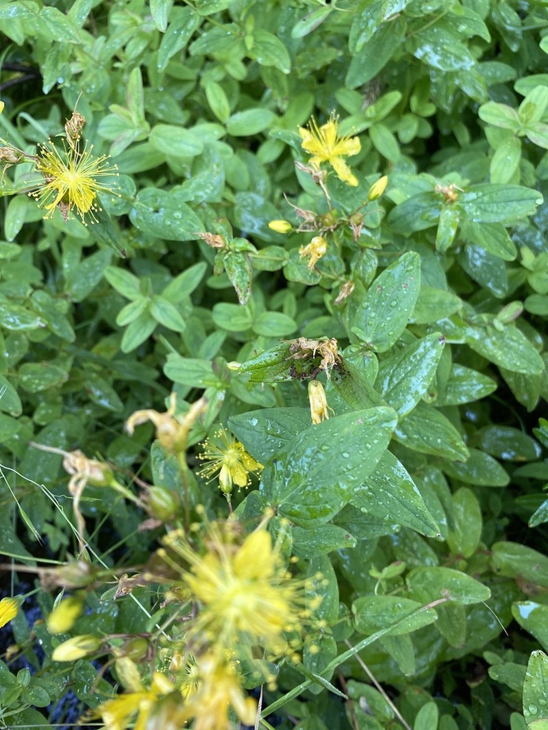 Mountain St. Johnswort photo 3