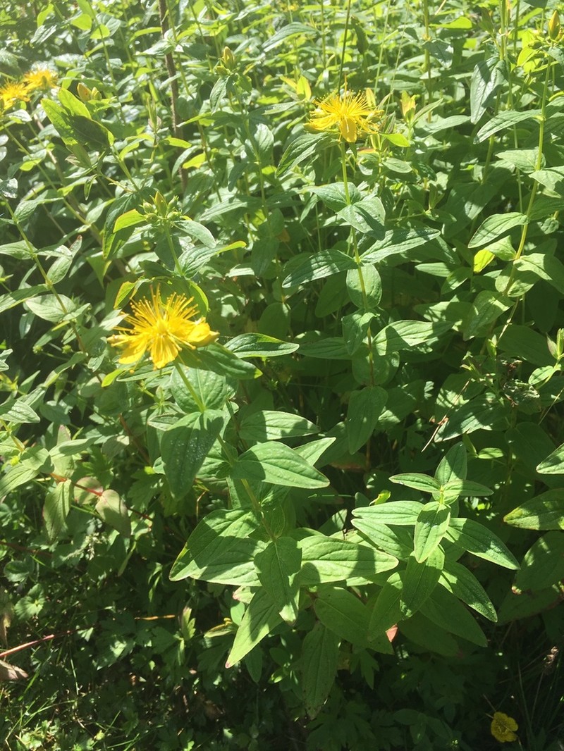 Mountain St. Johnswort photo 4