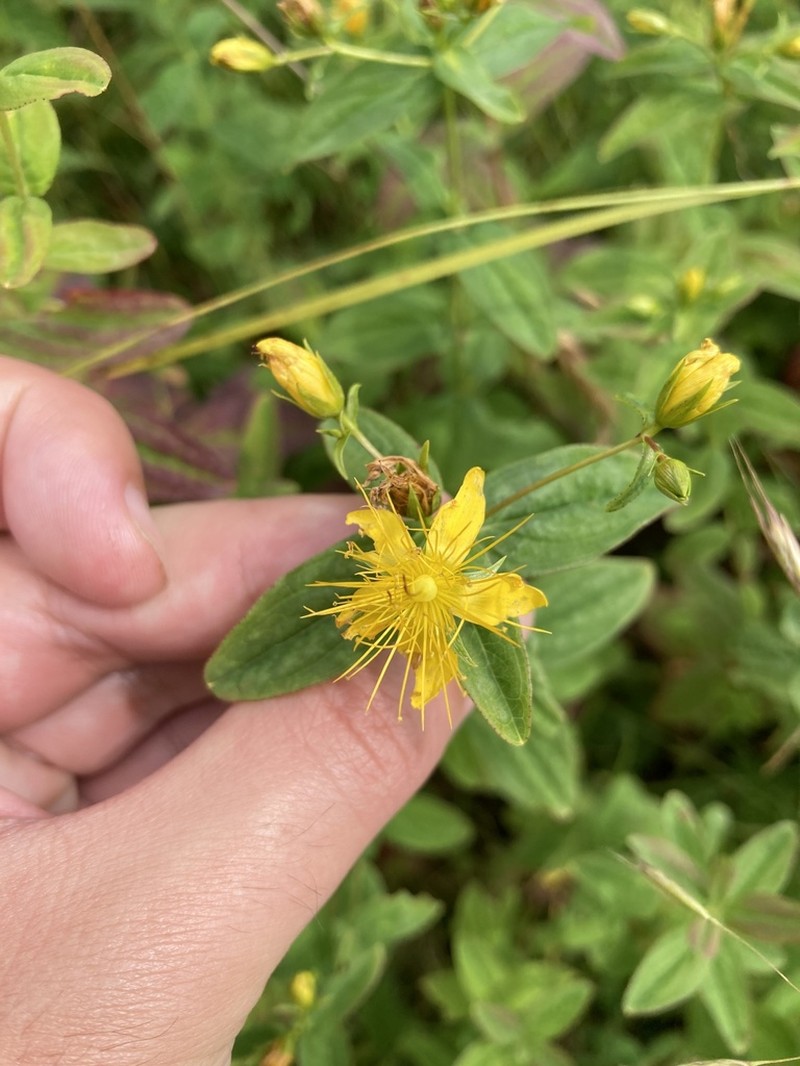 Mountain St. Johnswort photo 5
