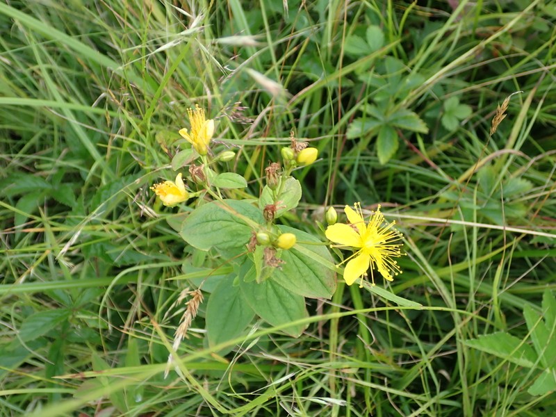 Mountain St. Johnswort photo 6