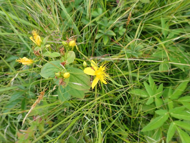 Mountain St. Johnswort photo 7