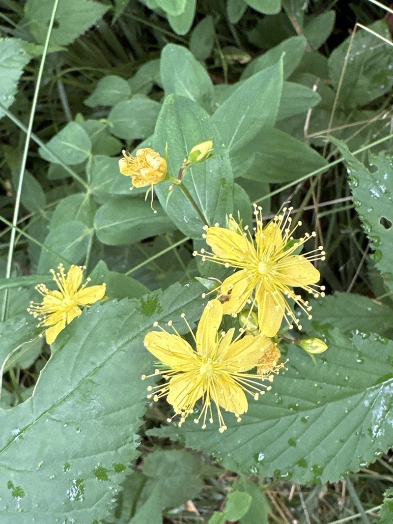 Mountain St. Johnswort photo 8