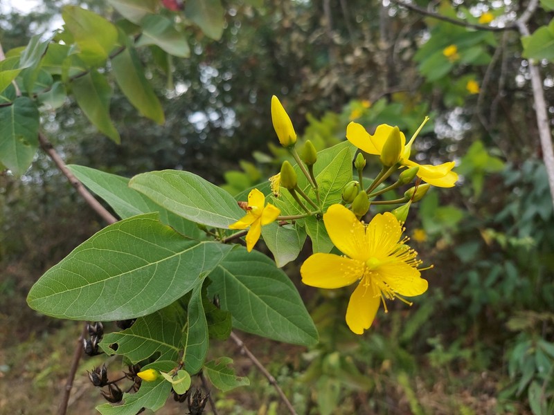 Hypericum griffithii photo 2
