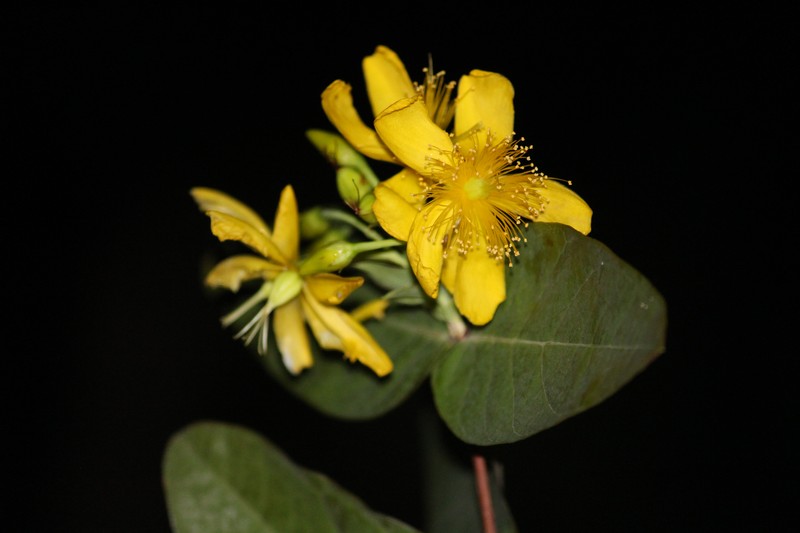 Hypericum griffithii photo 3